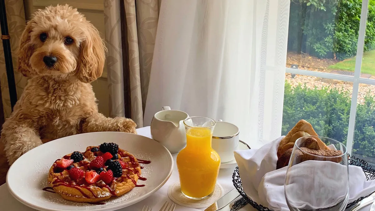 A fluffy dog rests beside a breakfast table set with pancakes, pastries, orange juice, and a teapot. Sunlight pours in, creating a warm, cheerful scene that foregrounds the joyful companionship between guest and pet in a cozy, inviting cabin atmosphere.